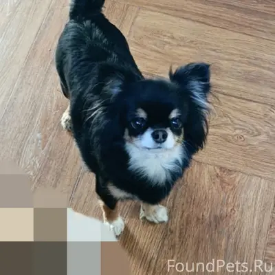 Пропала чихуахуа, Подольск, ул. Комсомольская