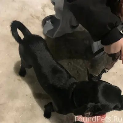 Найденна собака, найдена в районе Мальцевского тракта, Шадринск