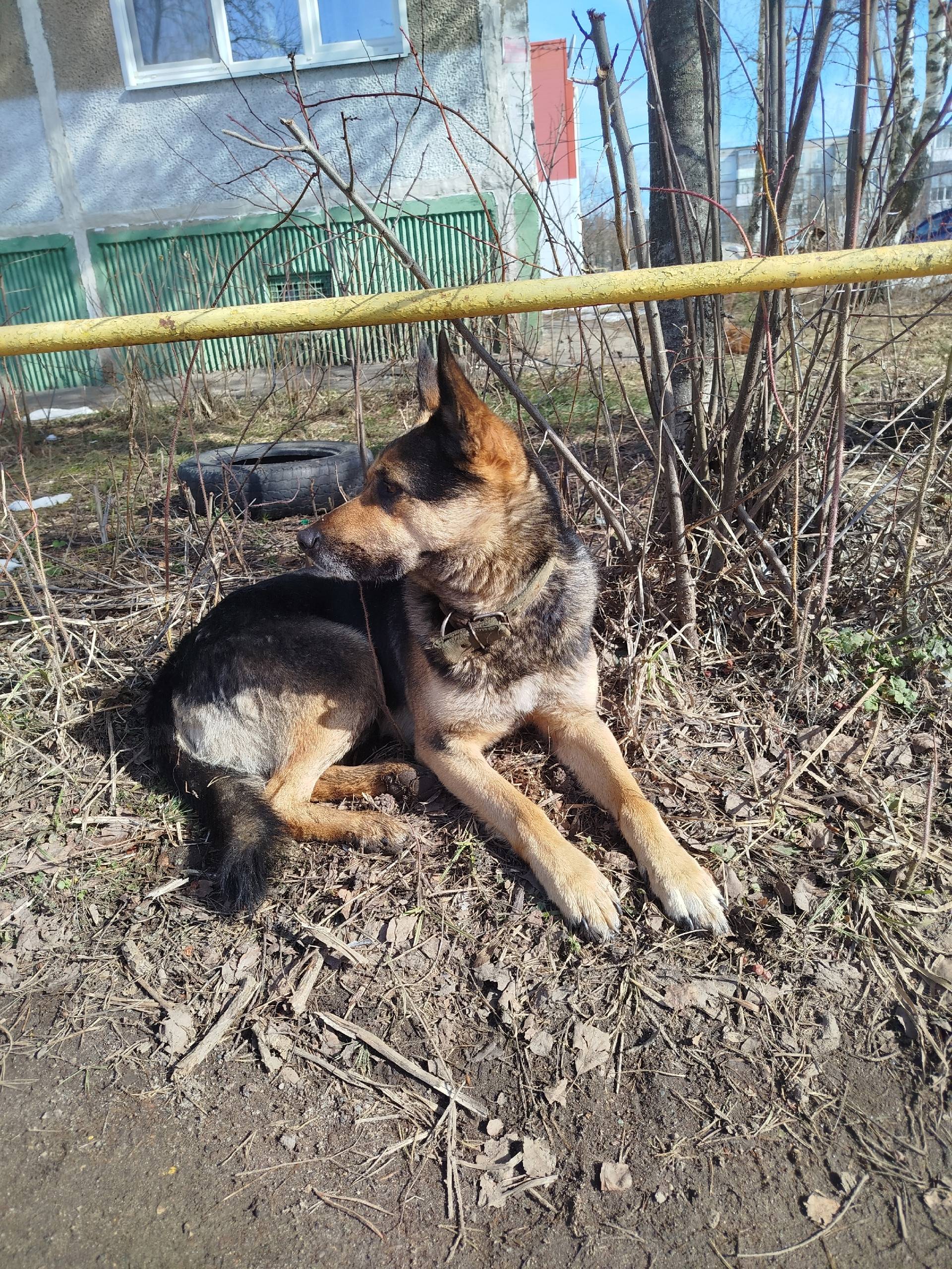 Пропала собака, Иваново, улица Шубиных