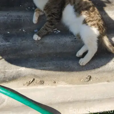 Пропали коты, улица Свободы