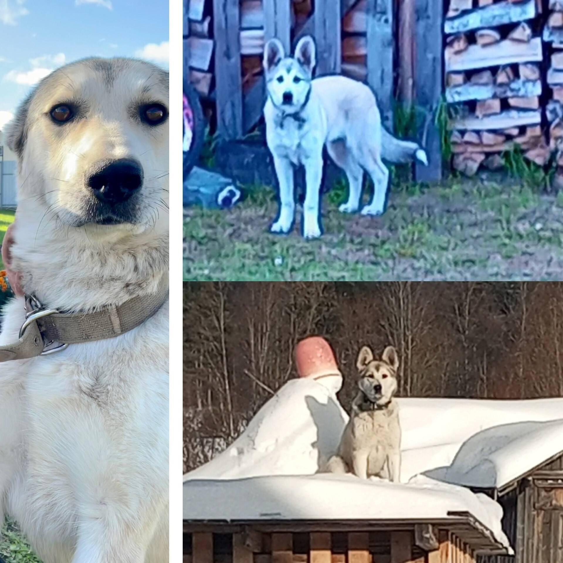 Пропала собака, Харовск