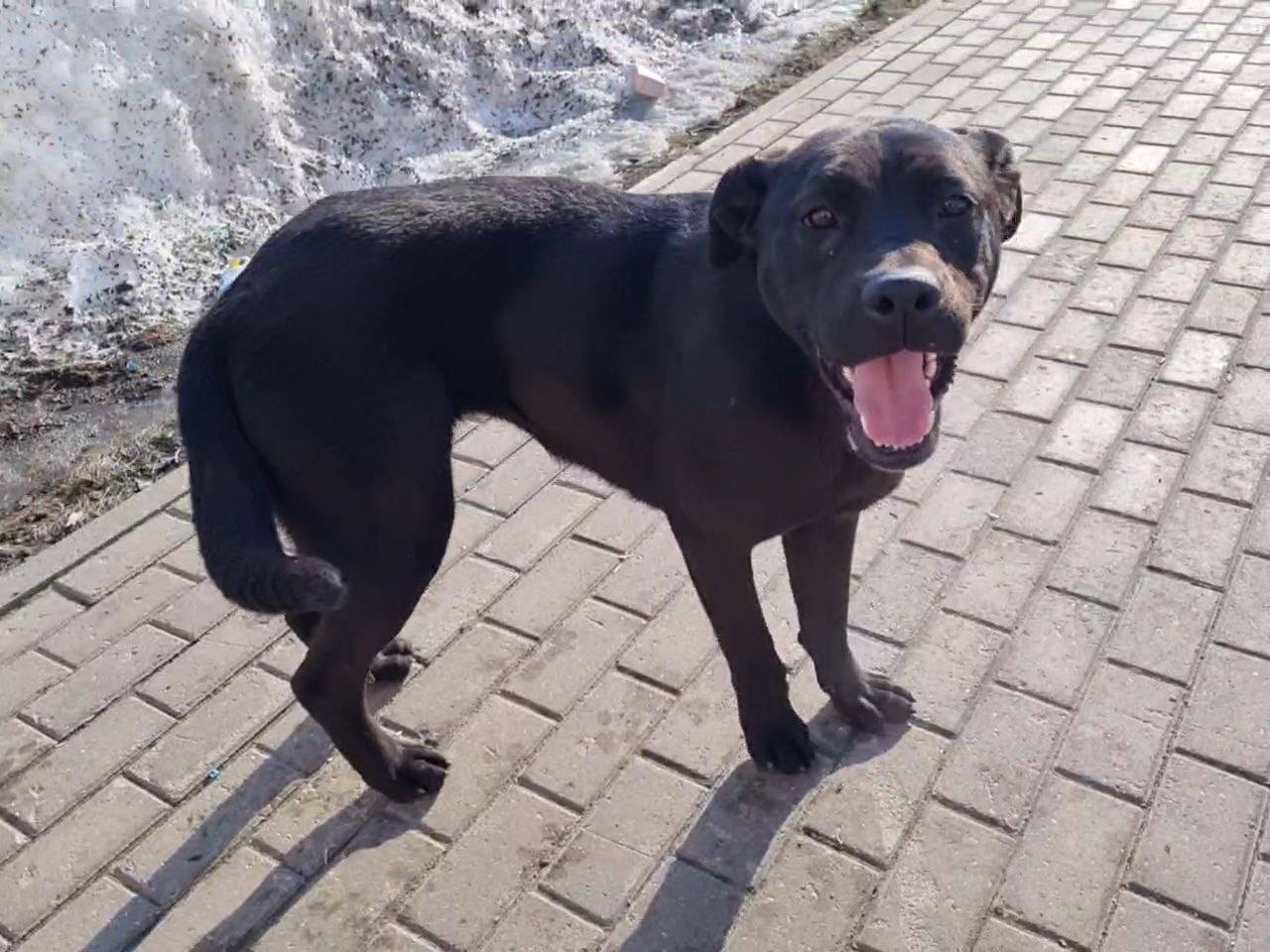 Найдена собака Герда, Балашиха