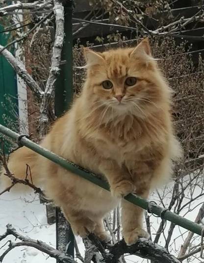 Пропала рыжая кошка