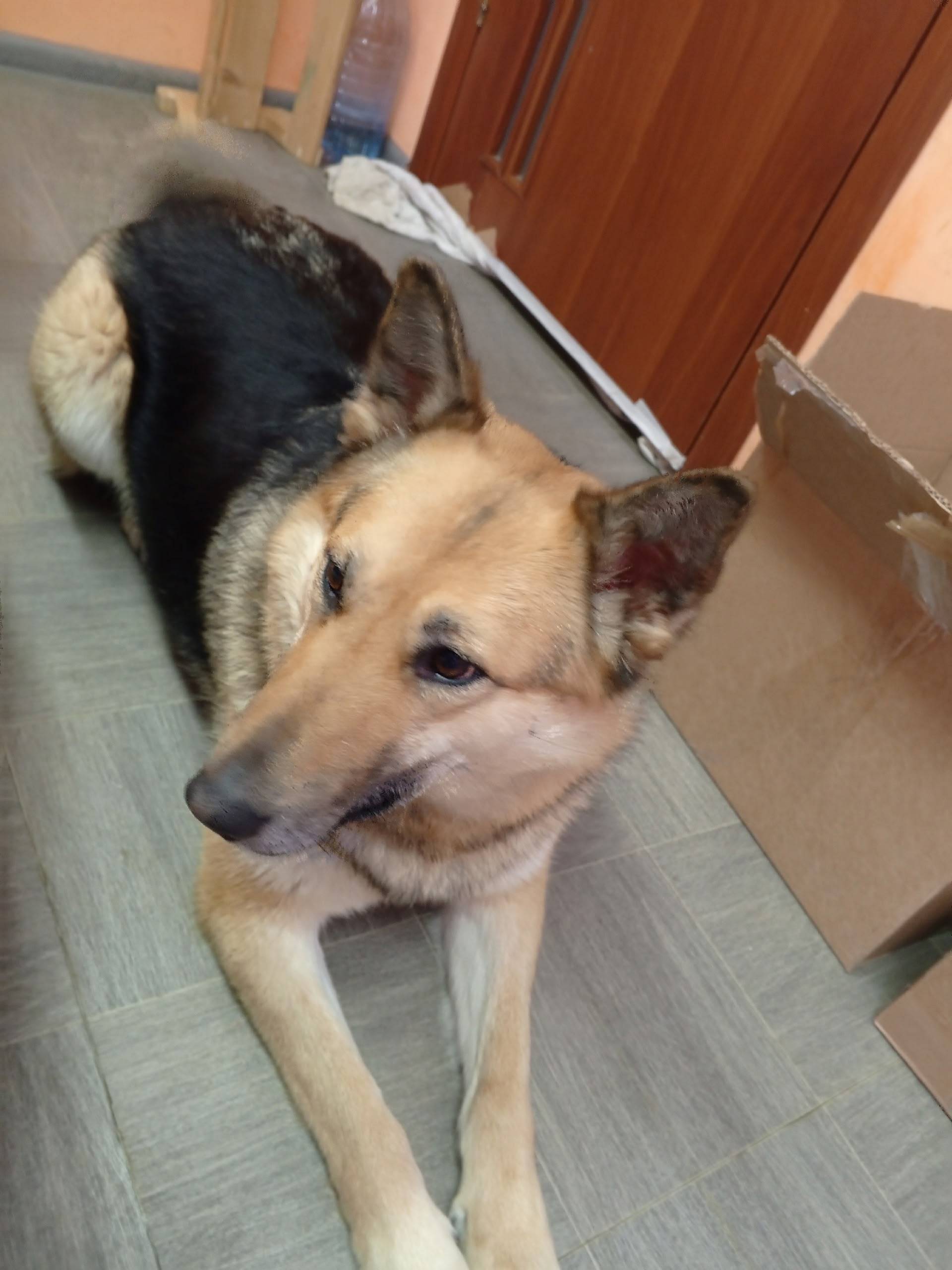 Пропала собака, рыжий окрас, Ломоносова