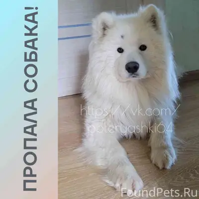 Пропал самоед Джони, Саратов, Поливановка