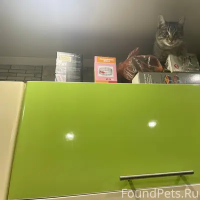 Пропал кот, Мстихино, Калуга