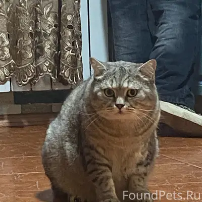 Пропал котик Сава, Крюкова 16