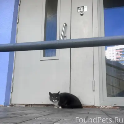 Найден кот, Мурино, Петровский б-р