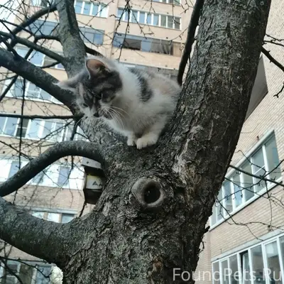 Найдена контактная кошка, нуждается в доме
