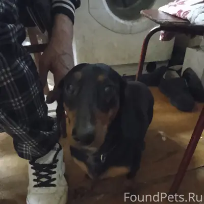 Найден тип собака, около Пятёрочки