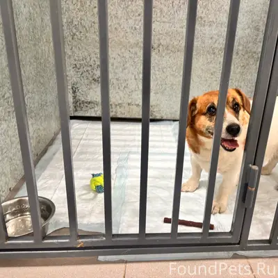 Найден Джек Рассел, Воронеж, Центральный район