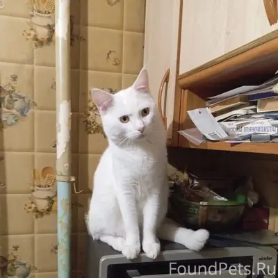 Пропал кот, ул. Энтузиастов