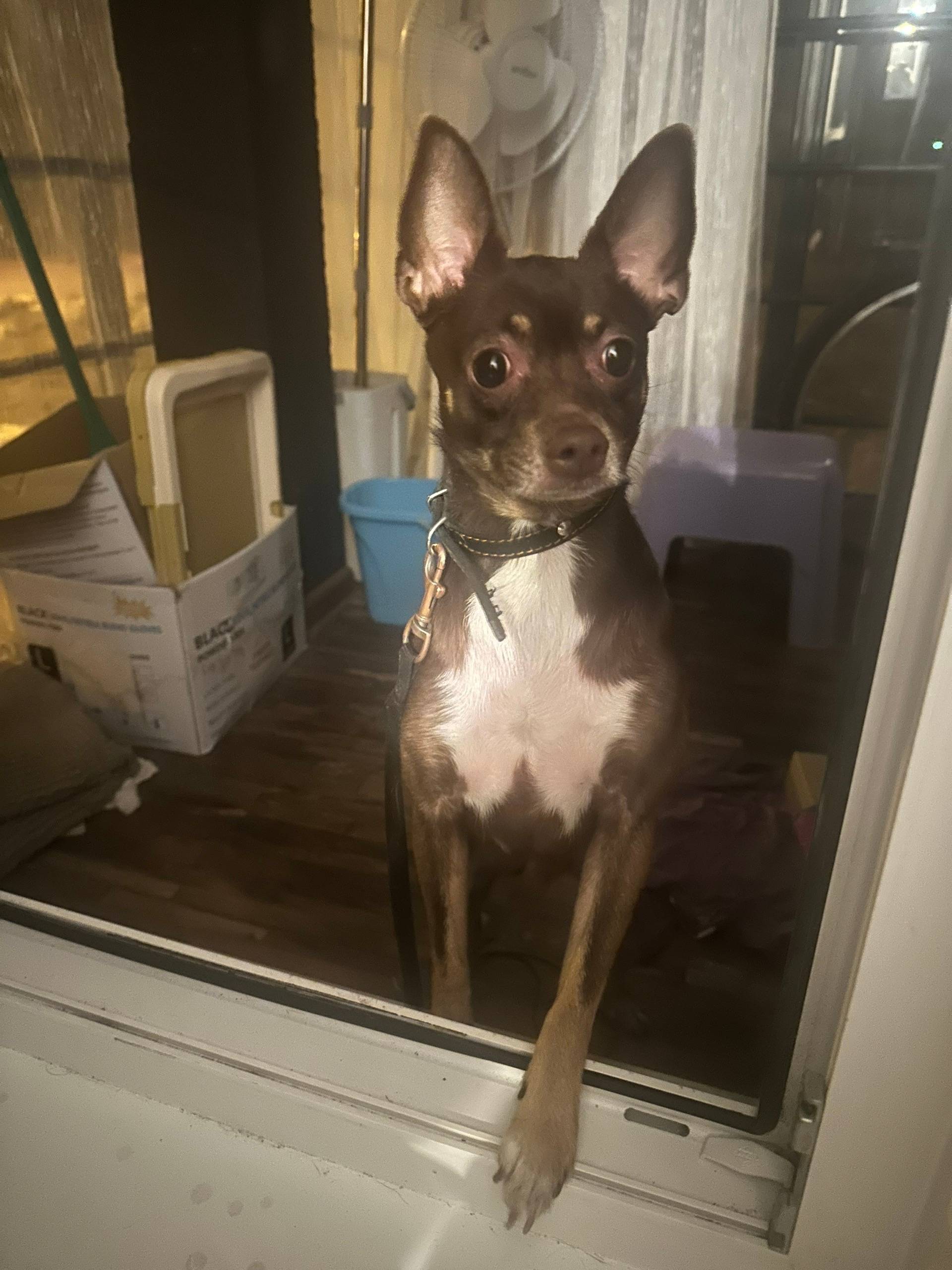 Найден мальчик-собака, улица Чистая