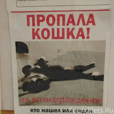 Пропала кошка, 50 лет влксм 4