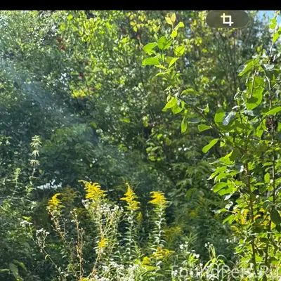 Пропала кошка, улица Николая Руднева