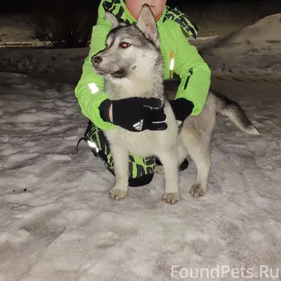 Найден щенок девочка, пр. Октябрьский
