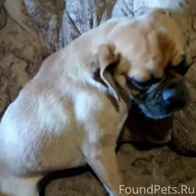 Пропала маленькая рыжая собачка, Коломна