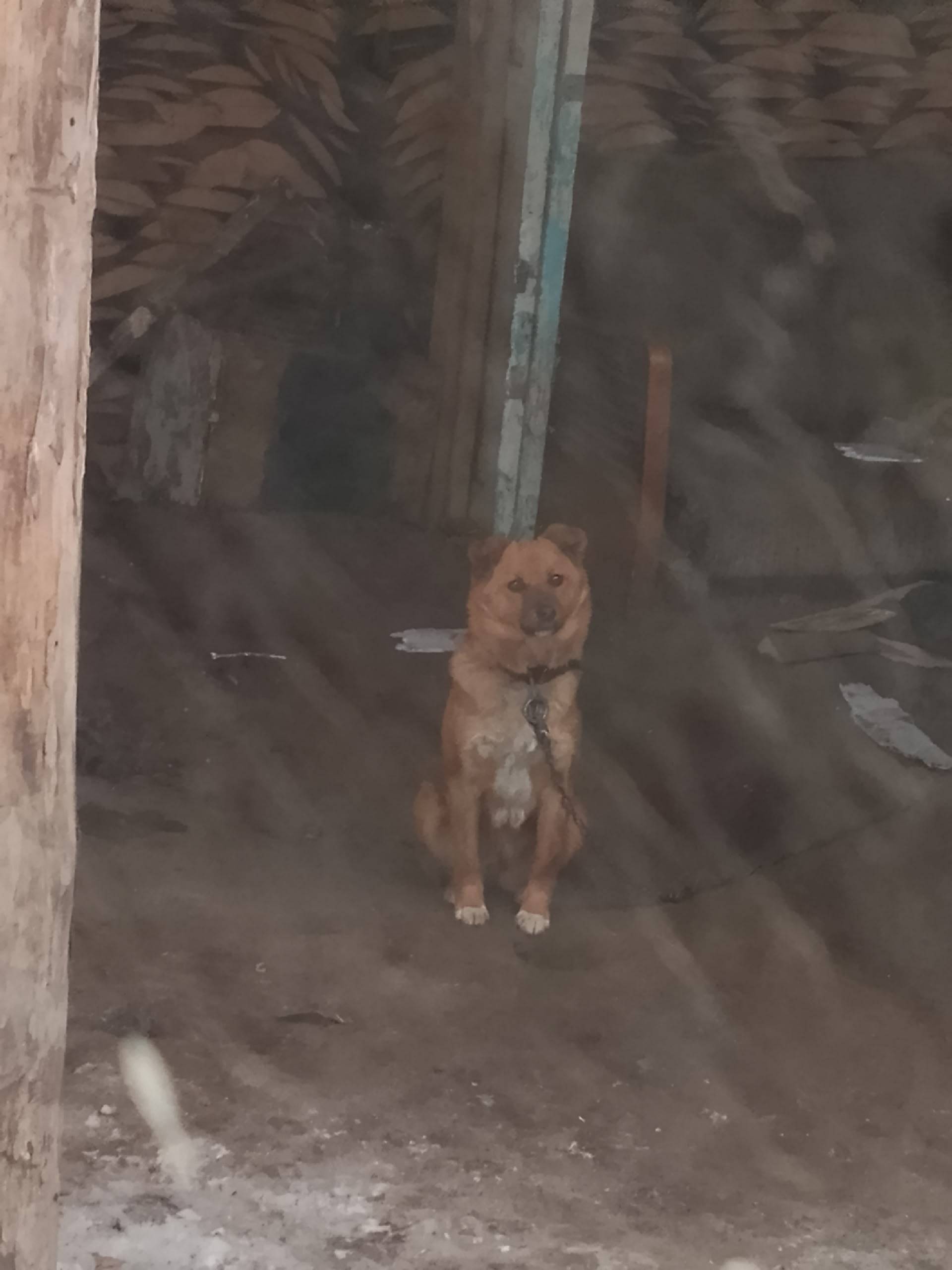 Пропала собака, улица Ленина