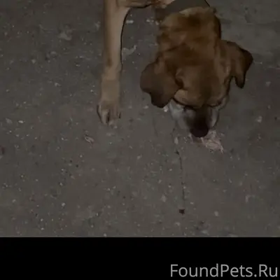 Пропала собака, ул. Крымская