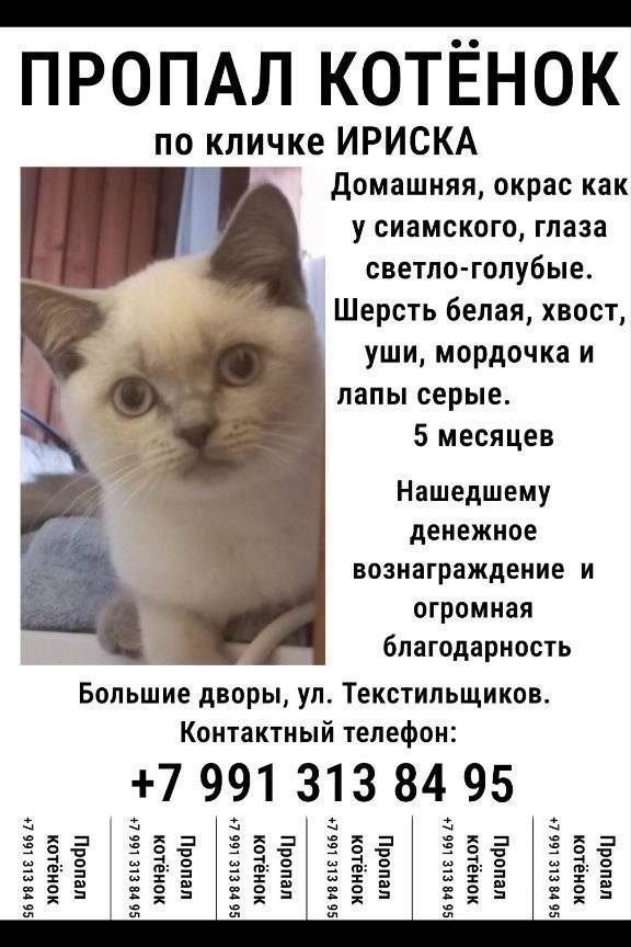 Пропала девочка сиамского окраса Ириска или Слойка, Большие Дворы