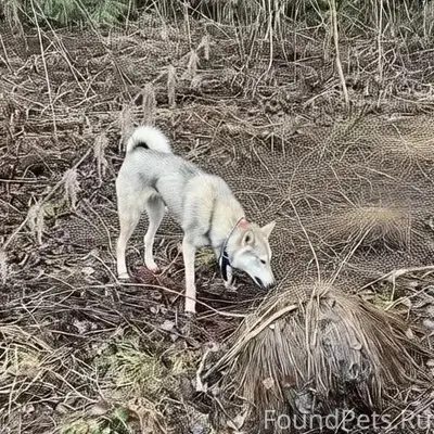 Пропала лайка, Новый посёлок, Краснокамск