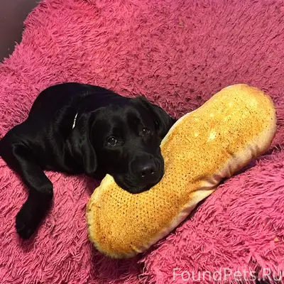 Пропал лабрадор Ричард, Ленинский район