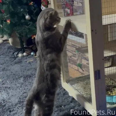 Пропал кот, район ул. Чернышевского