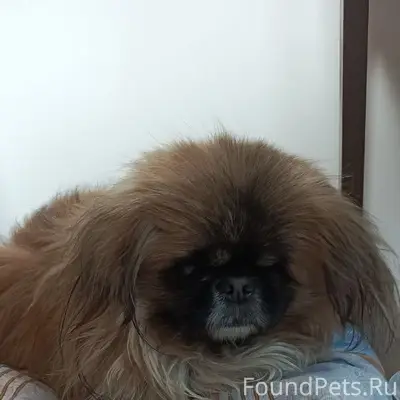 Найден пекинес, Сибирская долина, Барнаул