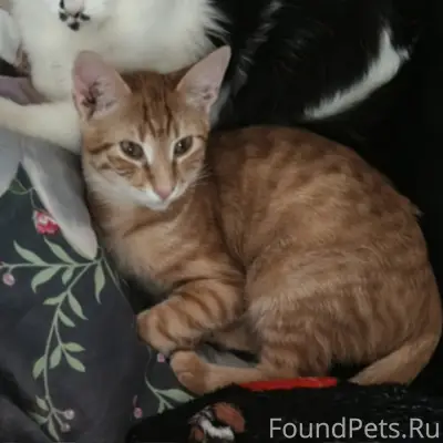 Пропал кот, свяжитесь по номеру +79517041830