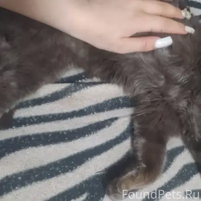 Пропал кот Тимоша, улица Привокзальная