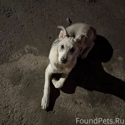 Найден щенок, поселок Пески, Коломна