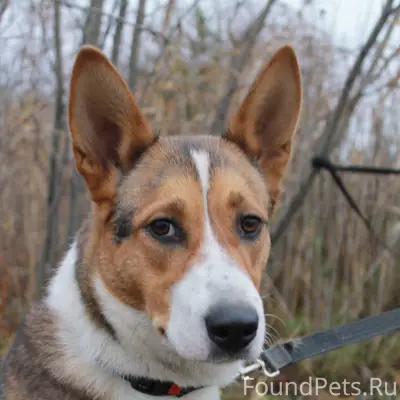 Найденна молодая собака Кира, Рикасиха