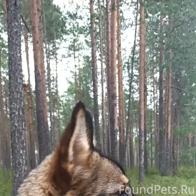 Пропала собака, снт 'Туlys'