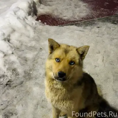 Пропал пёс, парк ЦДТ