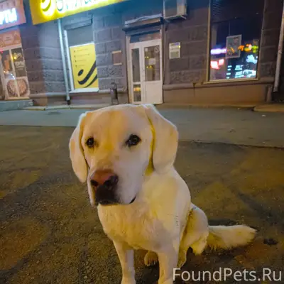 Найден тип собака, [место неизвестно]