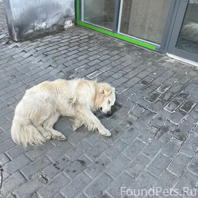 Найденна собака, район Новая Жизнь