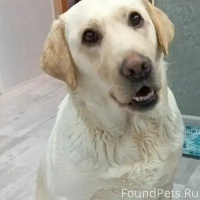 Пропал Лабрадор, палевый окрас