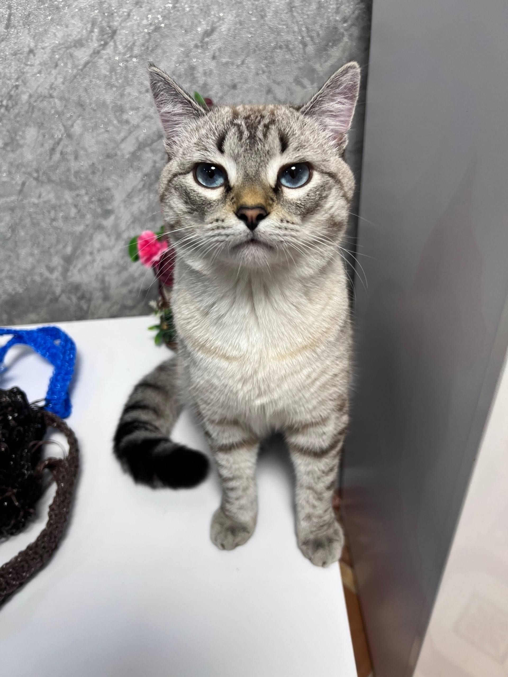 Пропал кот Яша, район Карла-Либкнехта