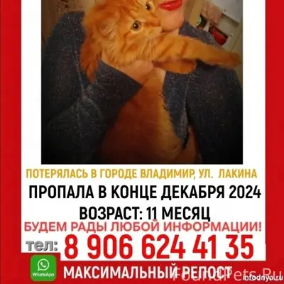 Пропала кошка Мила, Лакина 141б