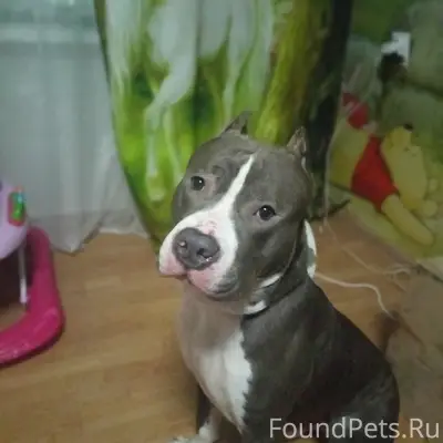 Пропал Зевс, бело-голубой окрас, Советский проспект