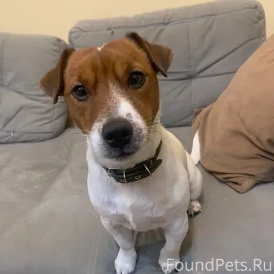 Пропала собака, 