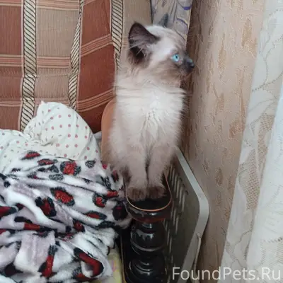 Пропал котёнок, улица Лермонтова