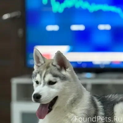 Пропал щенок, Москва, Чертаново