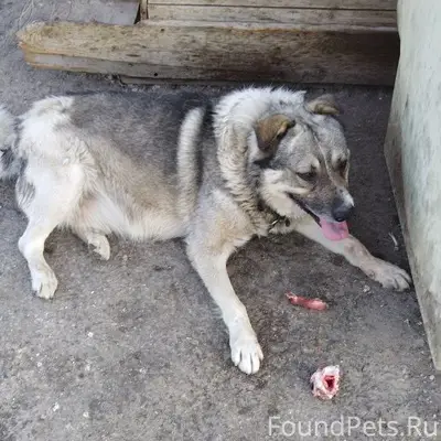 Пропал старый пёс Рекс, Саратов, 6 квартал