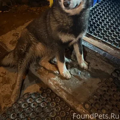 Найден тип собака, Голованово, Васильевка