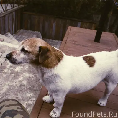 Пропал пёс, Мостовая