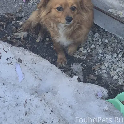 Найден тип терьер или шпиц, Новомосковск
