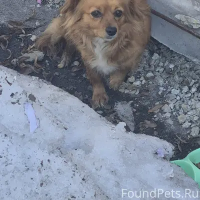 Пропала собака, улица Московская