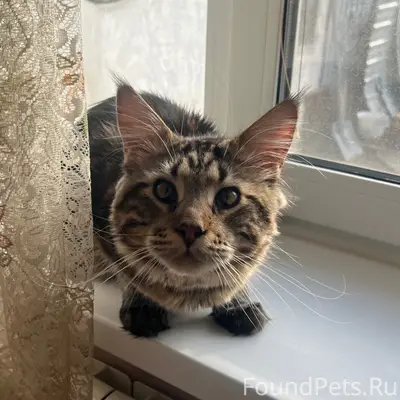 Пропал кот Орфей