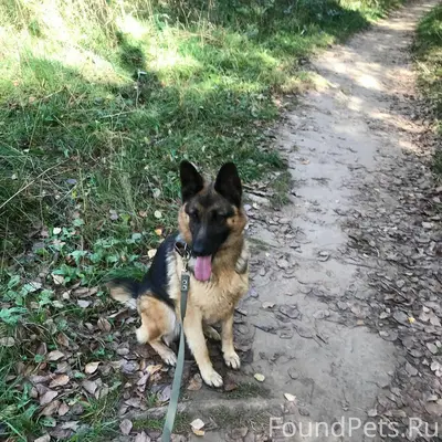 Пропала собака, немецкая овчарка, кличка Гера, сука 5 лет (Пос Вознесенье, старая часть) Могла уйти в сторону города (Изумрудный город, Чишмяле, Минская) В шлейке, как на первом фото. Игривая, не злая, пугливая, хвост короче, чем обычно, был травмирован. Если увидите, позвоните, пожалуйста, на телефон 89375281133, 89503223116